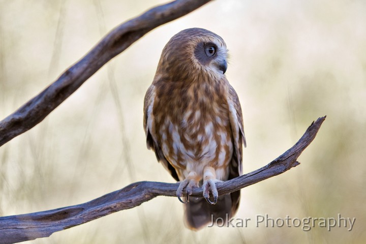 Larapinta_20080616_766 copy.jpg - Souther Boobook Owl (Ninox novaeseelandiae), Alice Springs Desert Park
